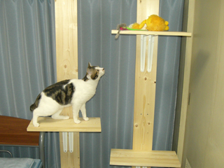 complete-cattower04