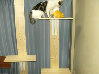 complete-cattower05